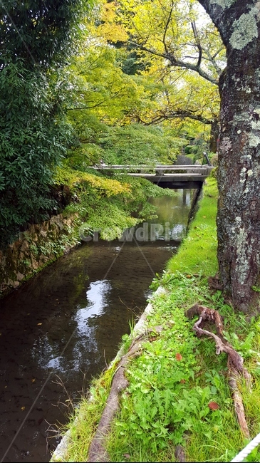 자연,산책로,수로,일본교토,교토수로,하천,다리,교토,자연,풍경,nature,landscape,ditch,도랑