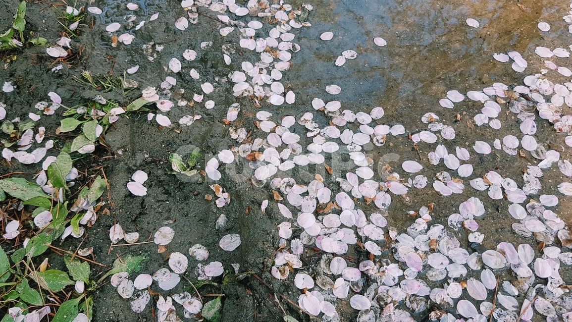 벚꽃,봄,벚꽃축제,개화,벚꽃나무,봄,계절,spring,season,petal,꽃잎,flower,꽃,plant,식물,blossom,ground,바닥