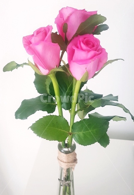 장미,꽃병,말린꽃,꽃,꽃장식,장식,flower,핑크꽃,분홍꽃,여유,시간,장식품