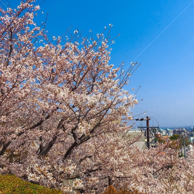 벚꽃,사쿠라,봄,야외,일본