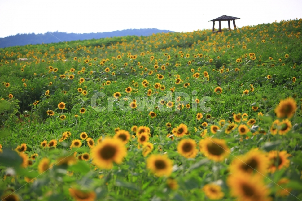 해바라기,꽃,정자,자연,풍경,자연,풍경,nature,landscape,한국자연풍경,한국자연경관,korea nature landscape,식물,plants,꽃,flower,plant