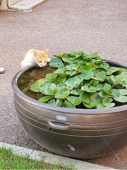 고양이,동물,길고양이,cat,물,목마름,애완동물,anlmal,동물,animal,포유류,mammal,고양이,cat,kitten,kitty