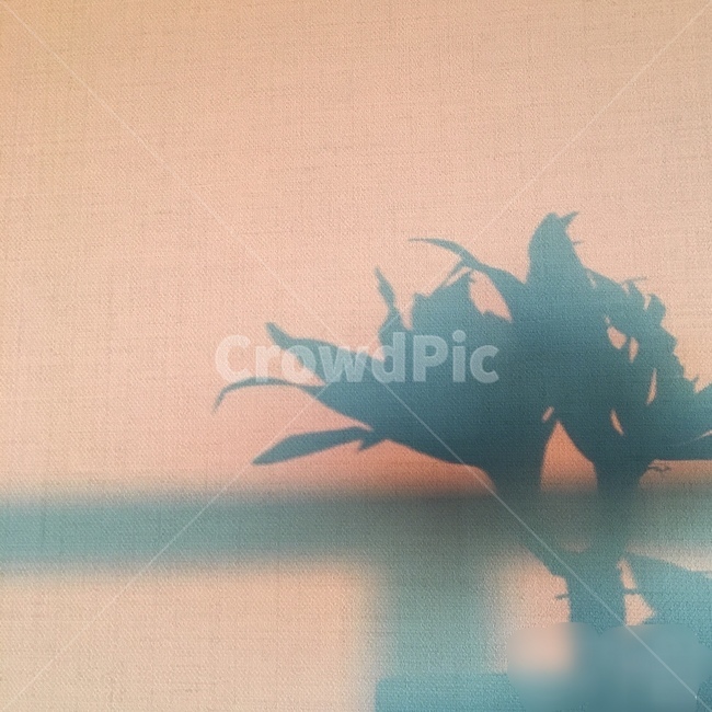 그림자,식물,감성,핑크,노을,실루엣,그림자,silhouette,shadow