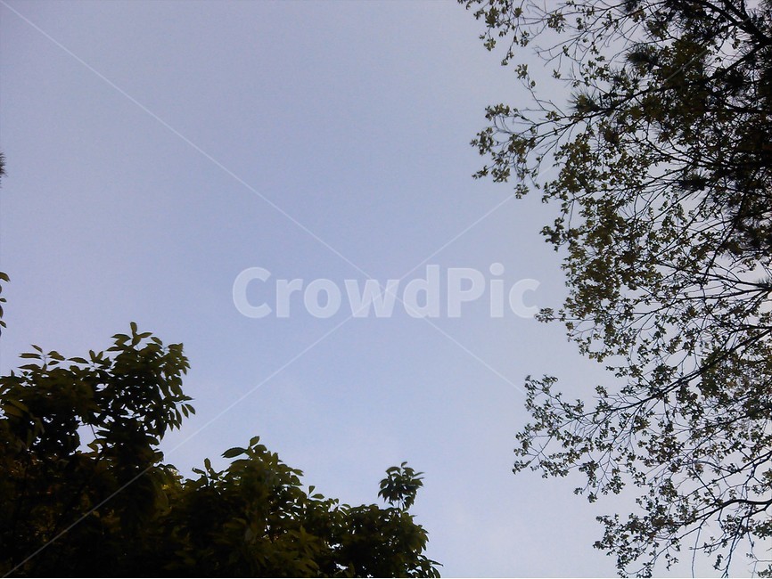 하늘,sky,나무,tree,구름,cloud,흐림,자연,풍경,nature,landscape,flying,나는,animal,동물,bird,새