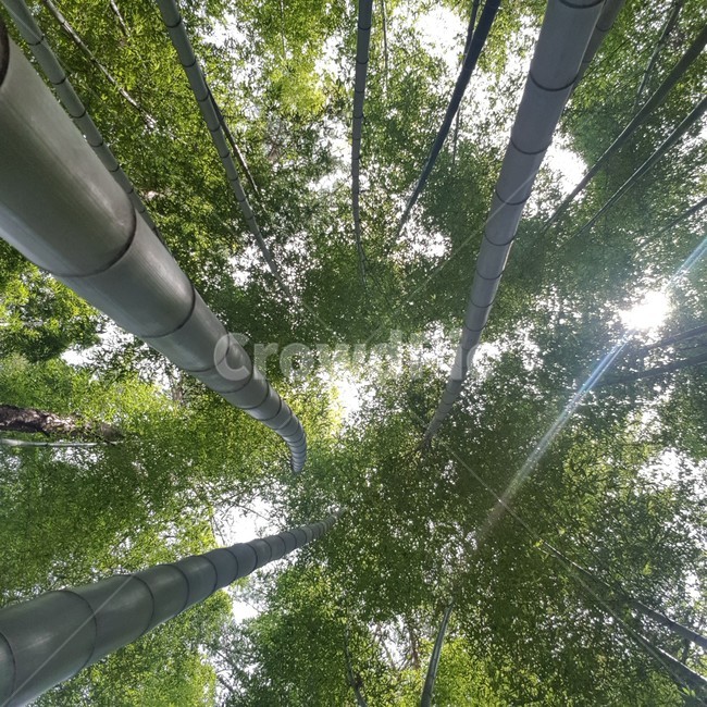 light,빛,flare,플레어,plant,tree,나무,식물
