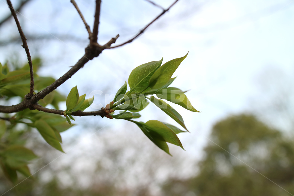 새싹,새순,시작,봄,나무,나뭇가지,잎,잎사귀,초록,클로즈업,식물,자연,plants,nature