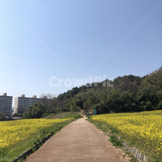창원,유채꽃단지,창원병원옆유채꽃,유채꽃,도로,자연