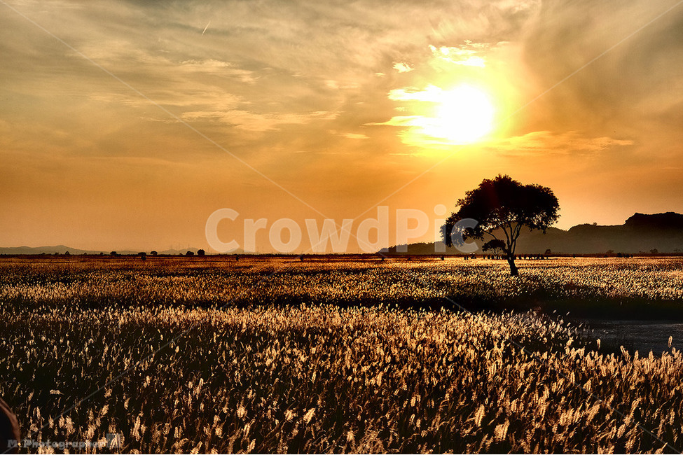 outcast tree,silhouette,Grumpy,dinner,Emotional photo