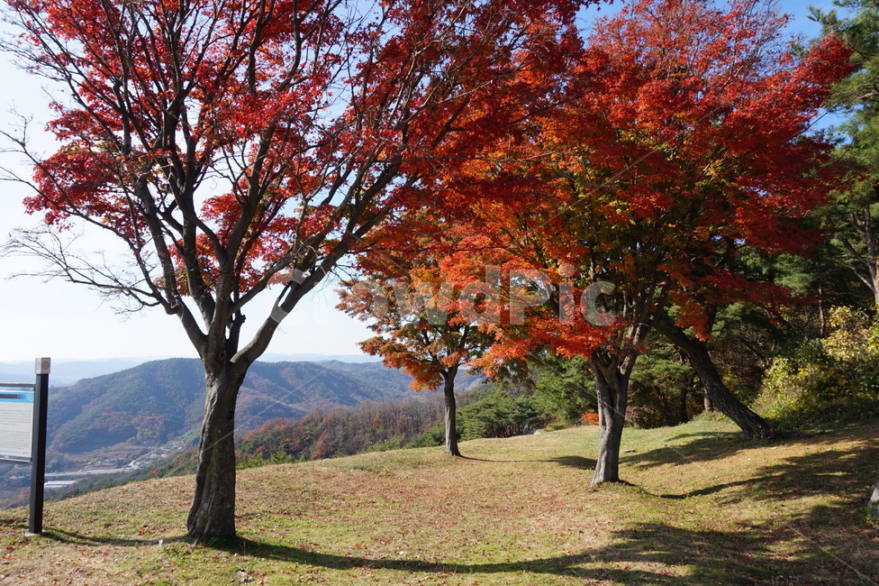 가을,단풍,단풍나무,하늘,가을전경,산성,성곽,부여,백제,가을정취,햇살,나무,낙엽