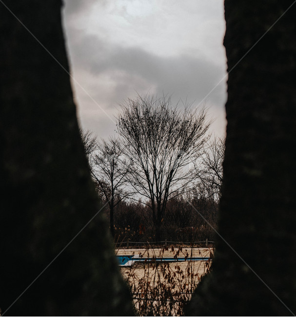 나무,식물,tree,겨울,외로움