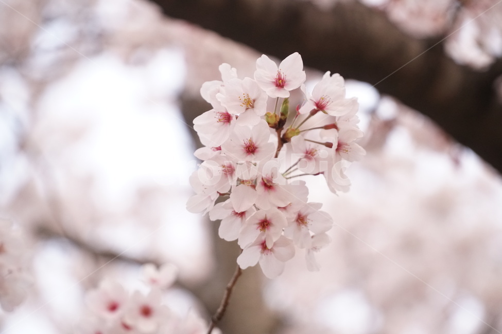 벚꽃,4월,진해,cherryblossoms,체리블라썸,벚꽃나무,봄,계절,spring,season,식물,자연,plants,nature,꽃,flower,plant,blossom