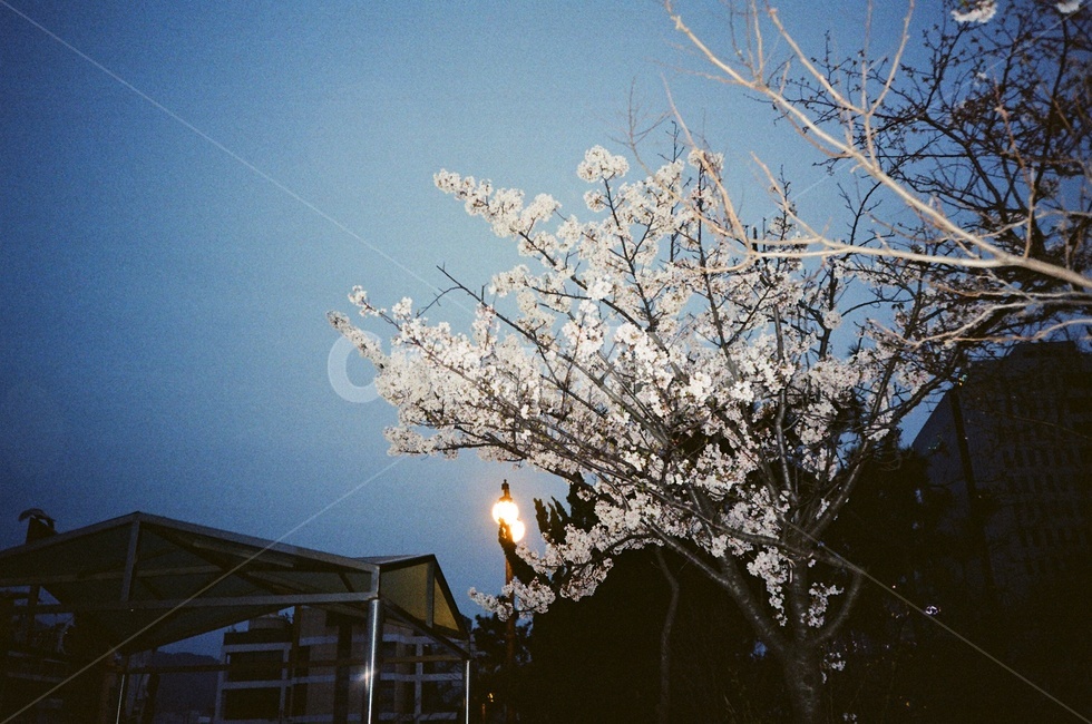 필름,필름사진,벚꽃,나무,밤,film,filmphoto,flowertree,tree,cherryblossom