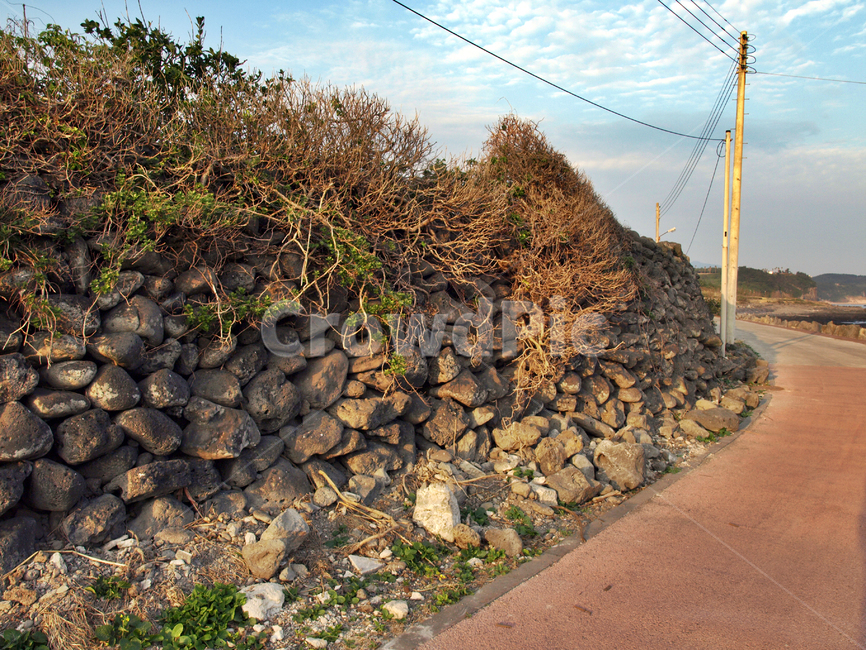 올레8코스,올레길,제주,서귀포시,돌담,도로,전봇대,자연,풍경,nature,landscape,제주도,jeju,jeju island,wood,나무