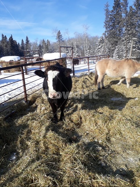 양떼,양농장,양목장,양치기,양털,눈,cattle,가축,cow,소,animal,동물,mammal,포유류,겨울,계절,winter,season,동물,animal,포유류,mammal