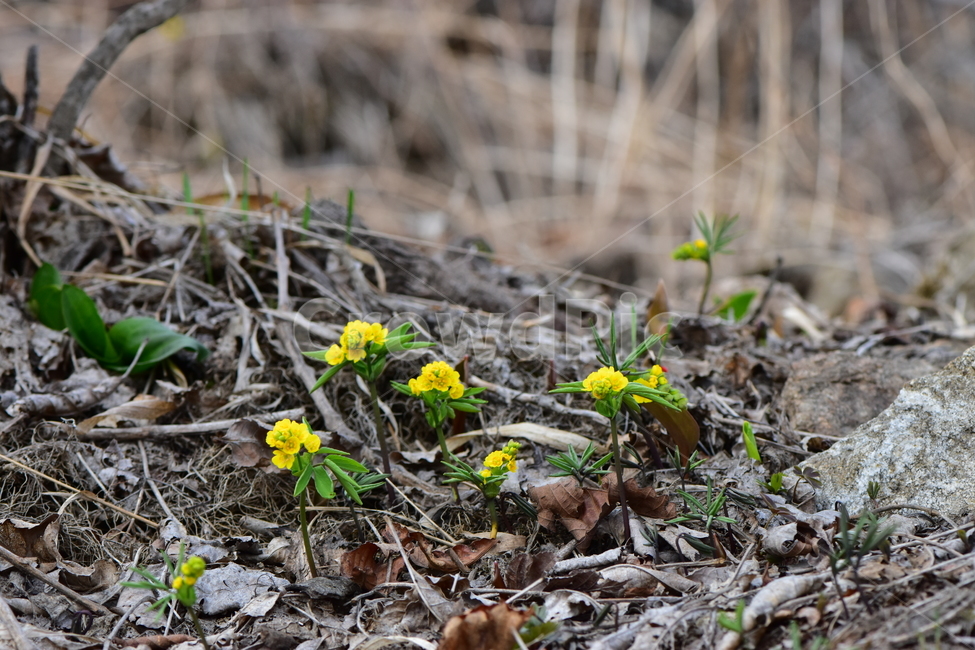 한계령풀,야생화,봄,꽃,풀꽃,자연,식물,식생,plants,nature,spring,season,flower
