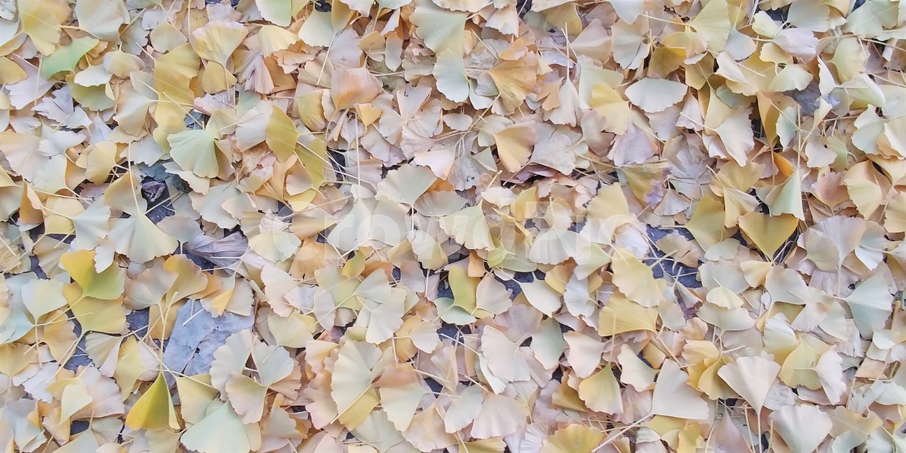 은행잎,낙엽,단풍,가을단풍,은행,가을,가을,계절,fall,autumn,season,confetti,색종이 조각,paper,종이