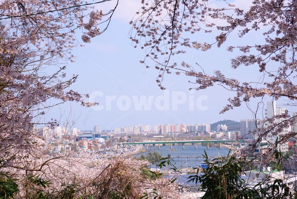 cherryblossom,blossom,꽃,벚꽃,flower,강릉,식물,plant