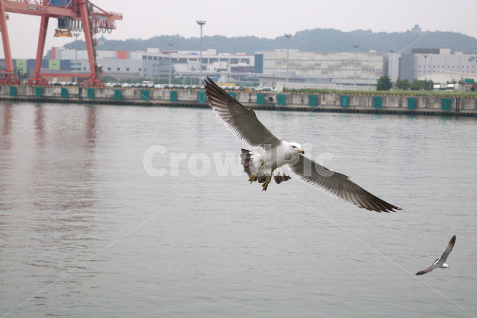 갈매기,새,조류,한강,동물,동물,animal,조류,새,birds