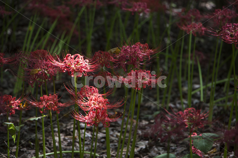 꽃무릇,상사화,꽃,식물,자연,여름,배경,식물,자연,plants,nature,꽃,flower