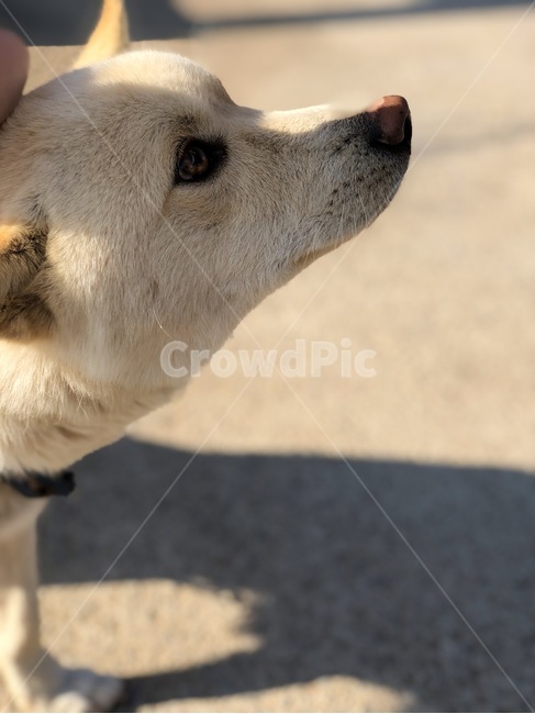 진돗개,강아지,애완견,동물,반려견