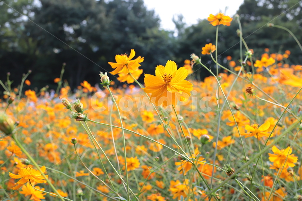 plant,식물,blossom,꽃,flower,petal,꽃잎,field,들,grassland,목초지,outdoors,옥외,봄,spring
