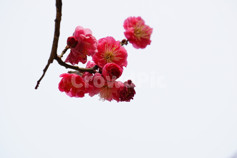 홍매화,봄,꽃,봉은사,감성,봄,계절,spring,season,식물,자연,plants,nature,꽃,flower,plant,blossom
