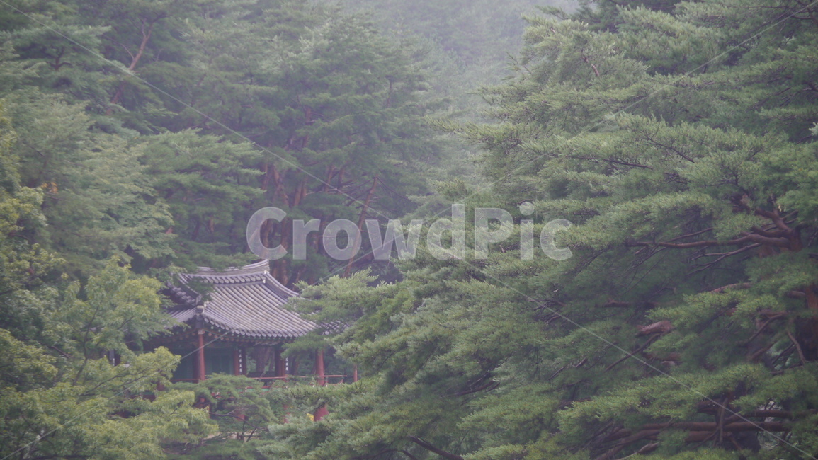 안개,산,아침,비온뒤,구름,정자