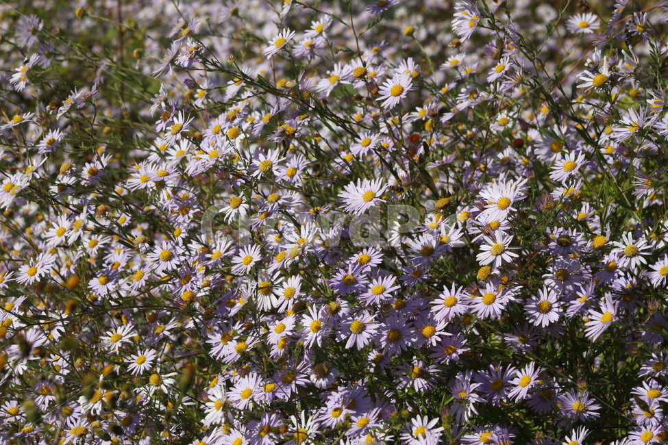 개미취,꽃,식물,가을꽃,tatarianaster,식물,자연,plants,nature,꽃,flower