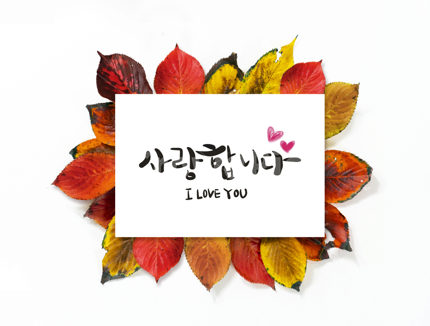 사랑합니다,캘리그라피,손글씨,마음,전달,고백,가을,나뭇잎,단풍,감성,가을,계절,fall,autumn,season,그래픽,일러스트레이션,graphic,illustration,캘리그라피,손글씨,calligraphy,plant,식물,leaf,잎