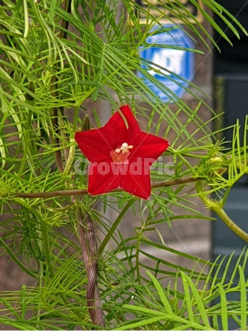 유홍초,새깃유홍초,여름꽃,꽃,식물,식물,자연,plants,nature,꽃,flower