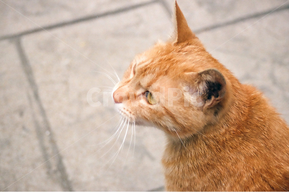 고양이,cat,길고양이,동물,animals,냐옹이