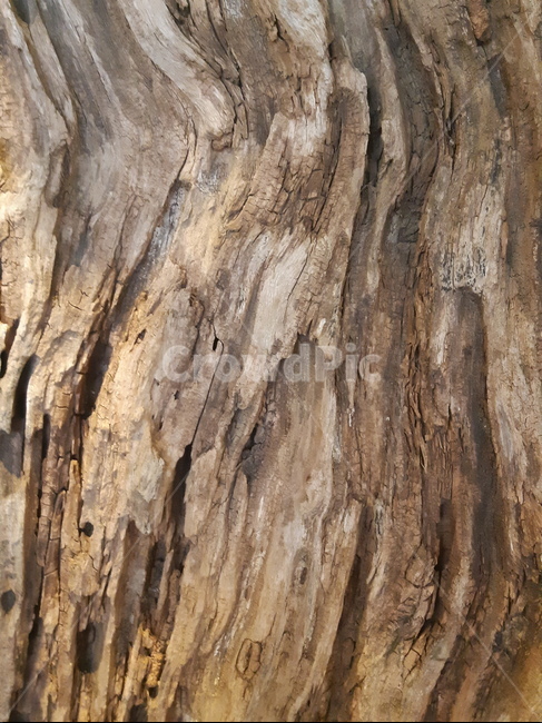 배경,백그라운드,나무,목재,무늬,나무벽,나뭇결,벽,배경이미지,갈색,브라운,원목,빈티지,나무,trees,wood,텍스처,질감,패턴,texture,pattern