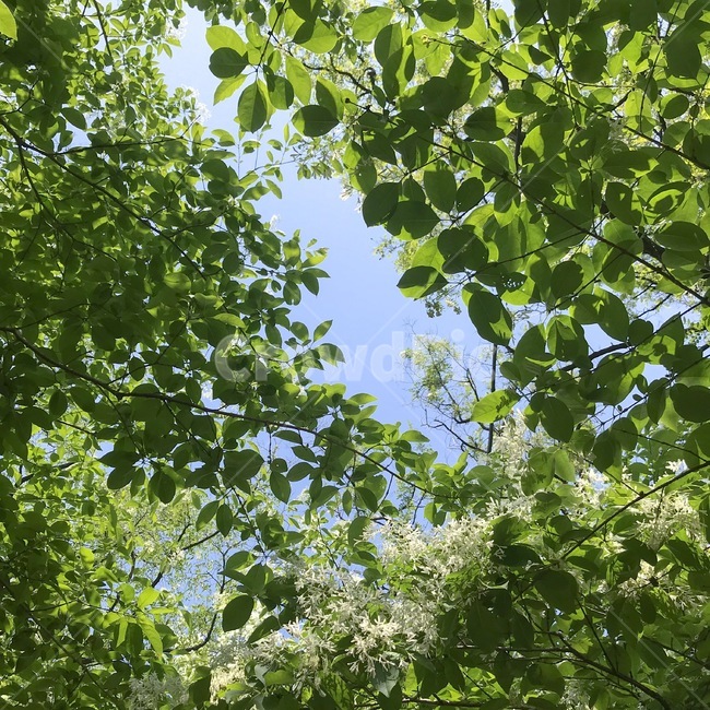 여름,초여름,자연,나무,청량한,자연,풍경,nature,landscape,vegetation,초목,plant,식물,tree,leaf,잎,land,땅,outdoors,옥외