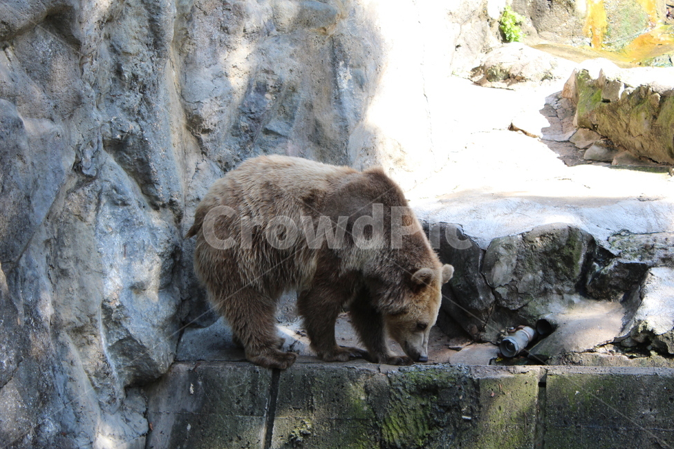 animal,mammal,bear,곰,wildlife,야생동물,포유류,동물,동물원,zoo,동물,animal,포유류,mammal