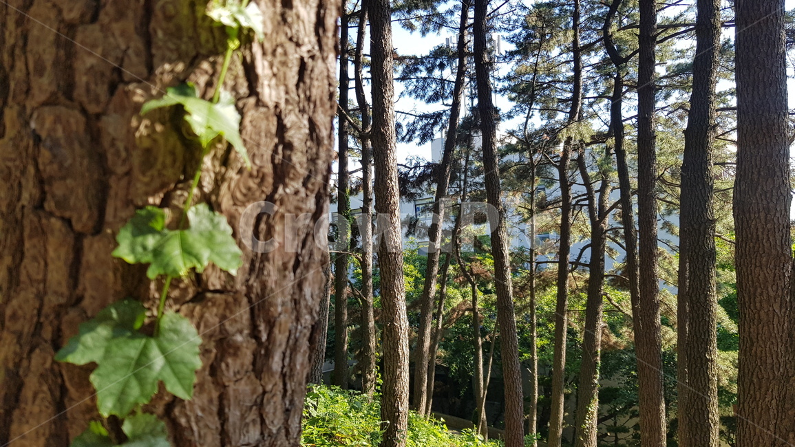 나무,tree,숲,자연,nature,식물,풍경