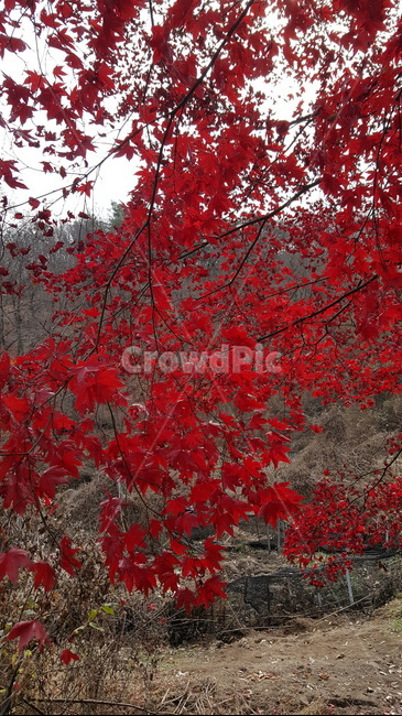 자연,가을,단풍,북한산,단풍나무,단풍잎빨강,북한산국립공윈,국립공원,가을,계절,fall,autumn,season,plant,식물,leaf,잎,tree,나무,maple