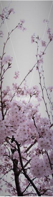 벚꽃,cherryblossom,봄,spring,벚나무,봄맞이,가지,twig,cherryflower,cherrytree,분홍,책갈피,꽃나무,bookmark,blooming