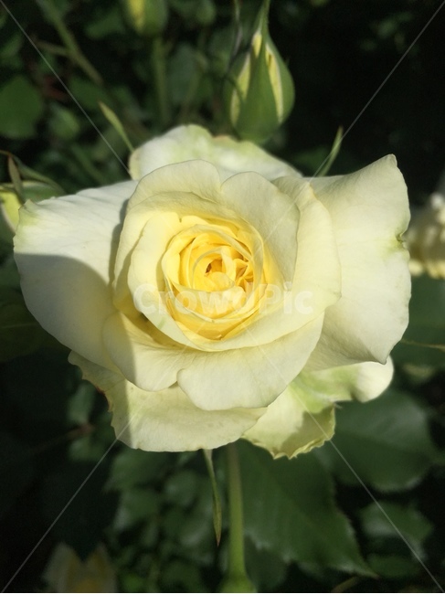 꽃,자연,노랑,장미,사랑,마음,식물,plant,flower,식물,자연,plants,nature,꽃,flower