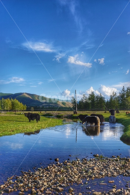 자연,nature,land,땅,몽골,mongolia,cow,소,cattle,가축,mammal,포유류,animal,동물,자연,풍경,nature,landscape,해외,외국,세계,foreign,oversea,world,세계자연풍경,해외자연풍경,외국자연풍경,world nature landscape,water,물,outdoors,옥외