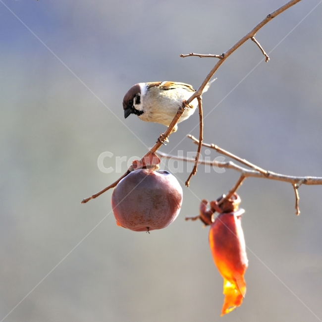 참새,방앗간,홍시,사립문,울타리,쪽돌의사진세상,쪽돌,겨울,계절,winter,season,동물,animal,조류,새,birds,과일,열매,fruit