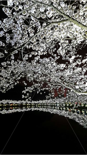 벚꽃,야경,봄밤,밤향기,연못야경,자연,풍경,nature,landscape,야경,밤,nightscape,night,plant,식물,blossom,꽃,flower,cherry blossom