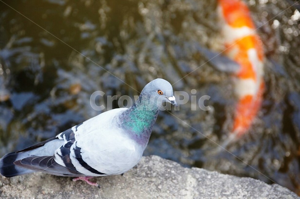 새,잉어,동물,자연,물,nature,animal,bird,동물,animal,조류,새,birds