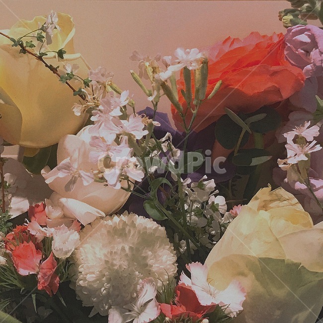폼폼이,라넌큘러스,장미,봄,꽃,꽃다발,꽃,flower,기념일,축하,anniversary,congratulation,celebrate,celebration
