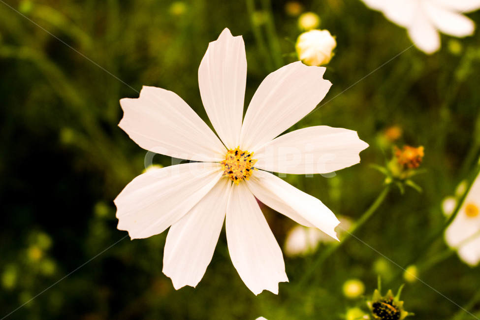 코스모스,가을,흰색,white,꽃,식물,flower,plant,nature,자연,가을꽃