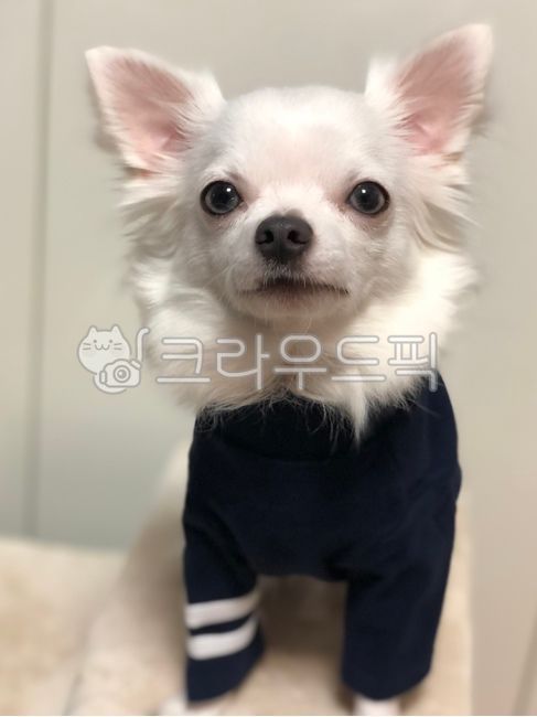 chihuahua,puppy,pretty puppy,pet dog,dog,white puppy,cute,pet,white chihuahua,Cute puppy