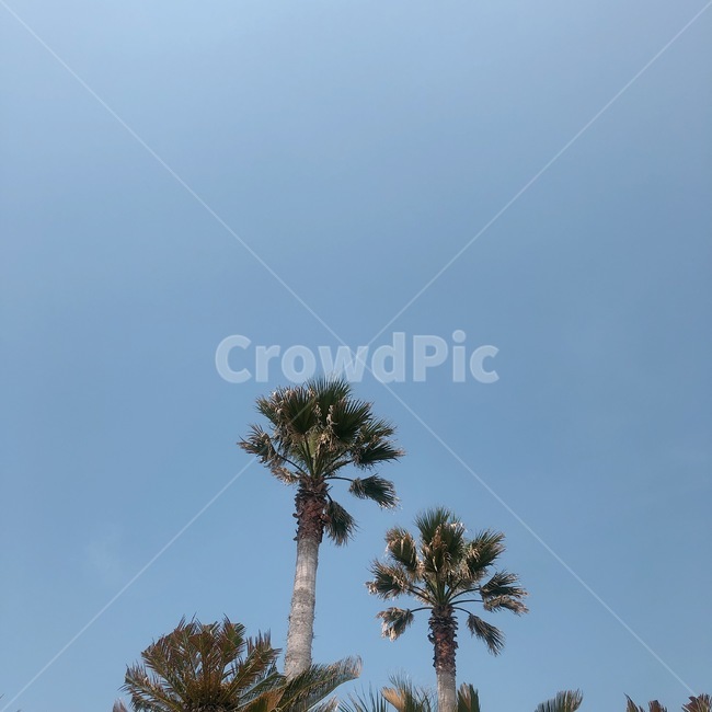 야자수,여름,sky,열대나무,하늘,나무,식물,tree,자연,풍경,nature,landscape,plant