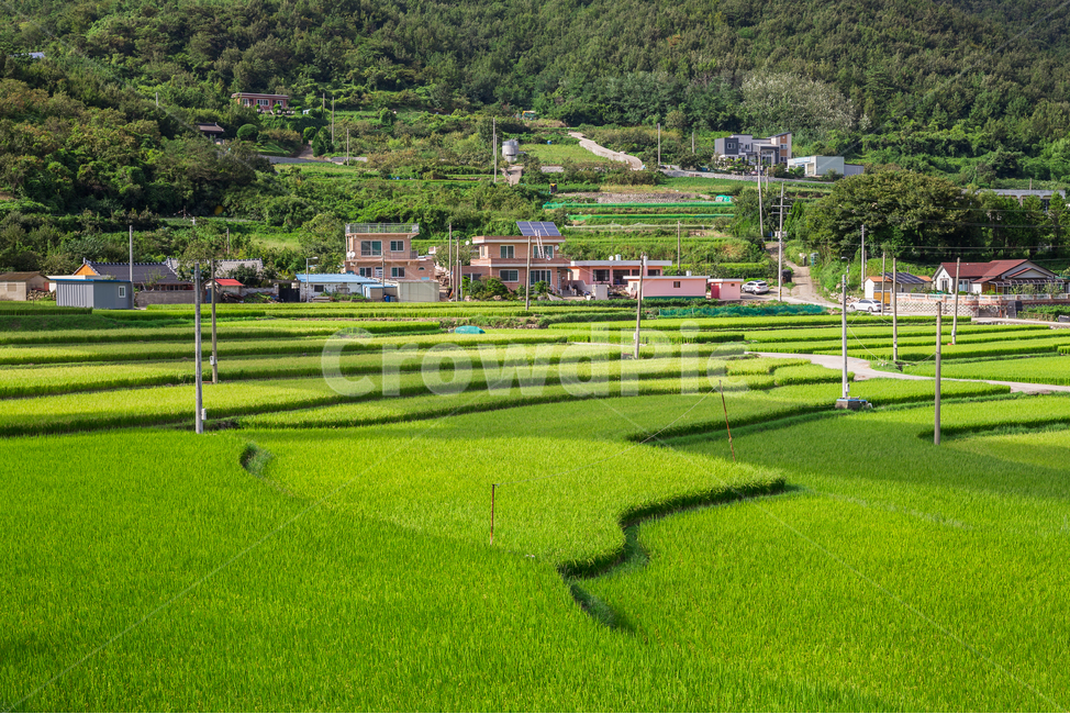 다락논,묘도,논,밭,풍경,배경화면,시골,마을,풍경,landscape,country,rural,town,산업,industry,industrial,농업,농사,agriculture,farming,farming industry
