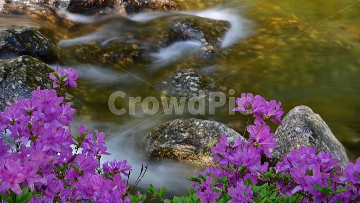 전북,남원,산내면,달궁,달궁계곡,수달래,계곡,달궁수달래,물흐름,water,물,nature,자연,outdoors,옥외,plant,식물,flower,blossom,꽃