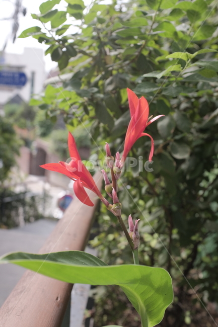 plant,식물,flower,꽃,blossom,blumen,blume,pflanze,식물,자연,plants,nature,꽃,flower