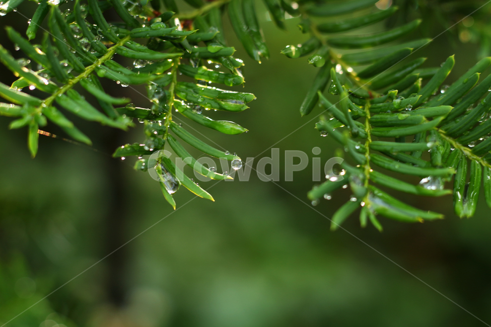 wetlesves,leaf,물방울,잎사귀,나뭇잎